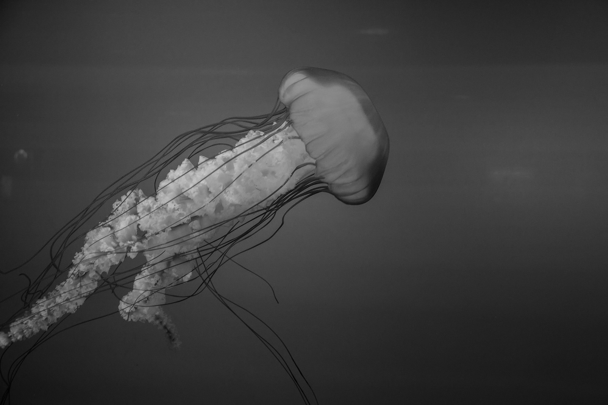 Jellyfish Image
