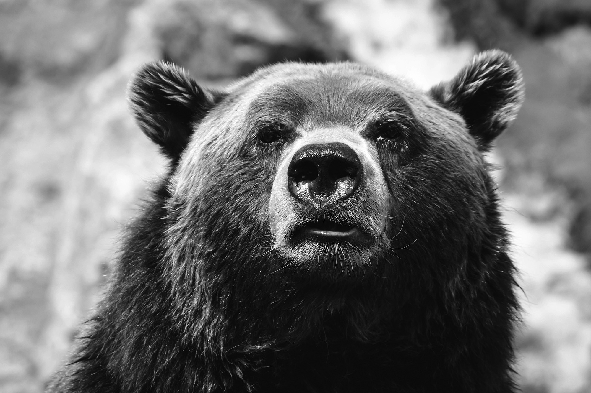 Bear Image