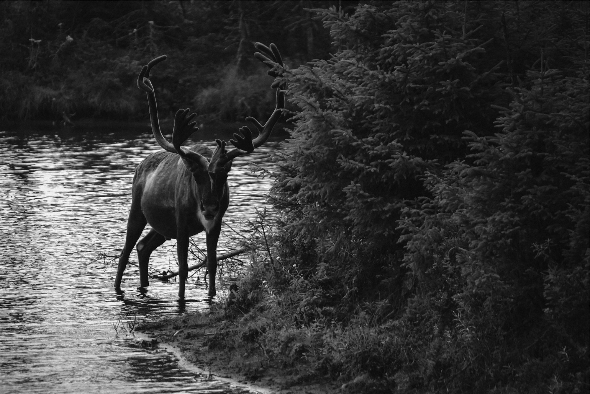 Moose Image