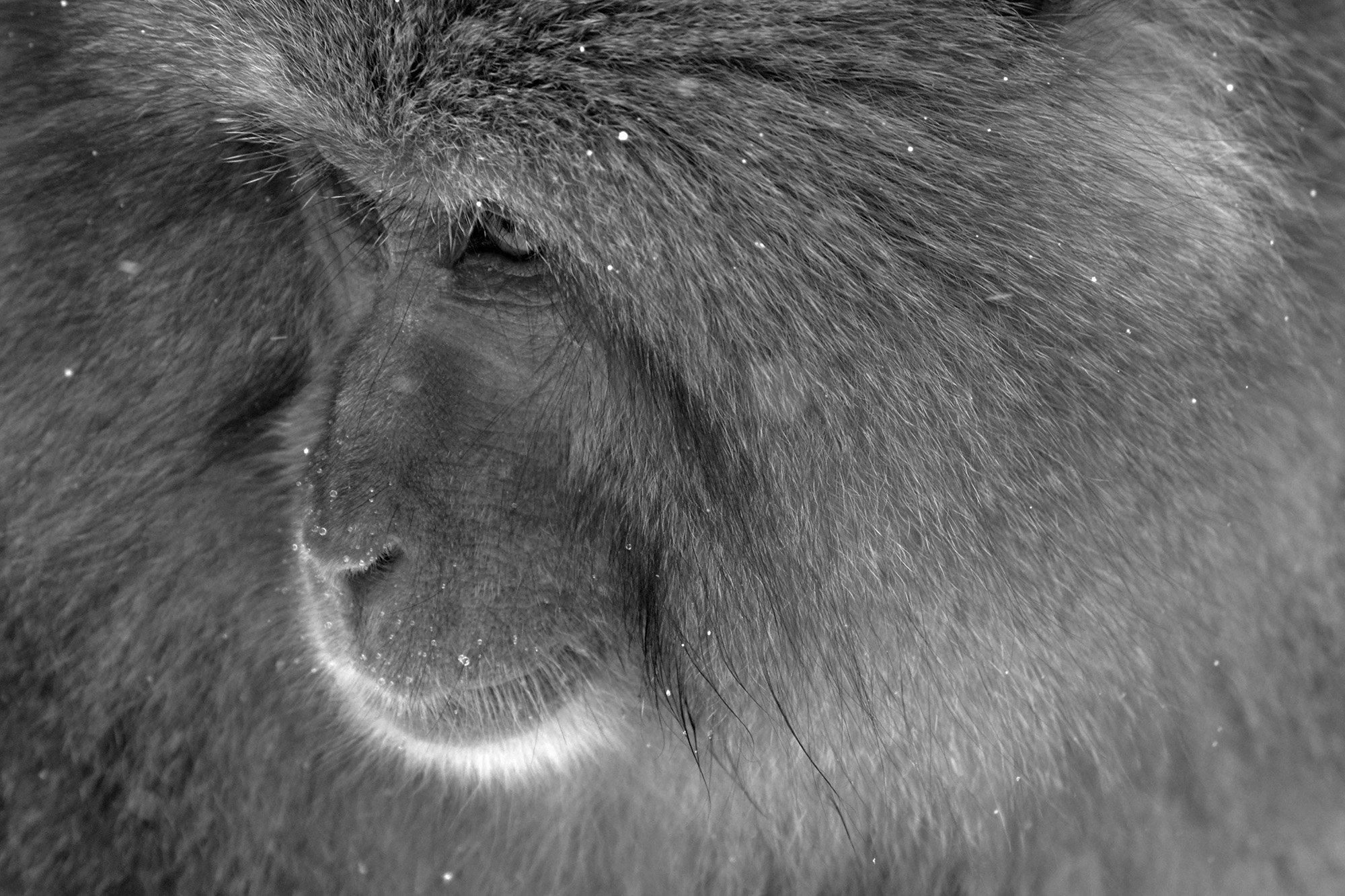 Monkey Image
