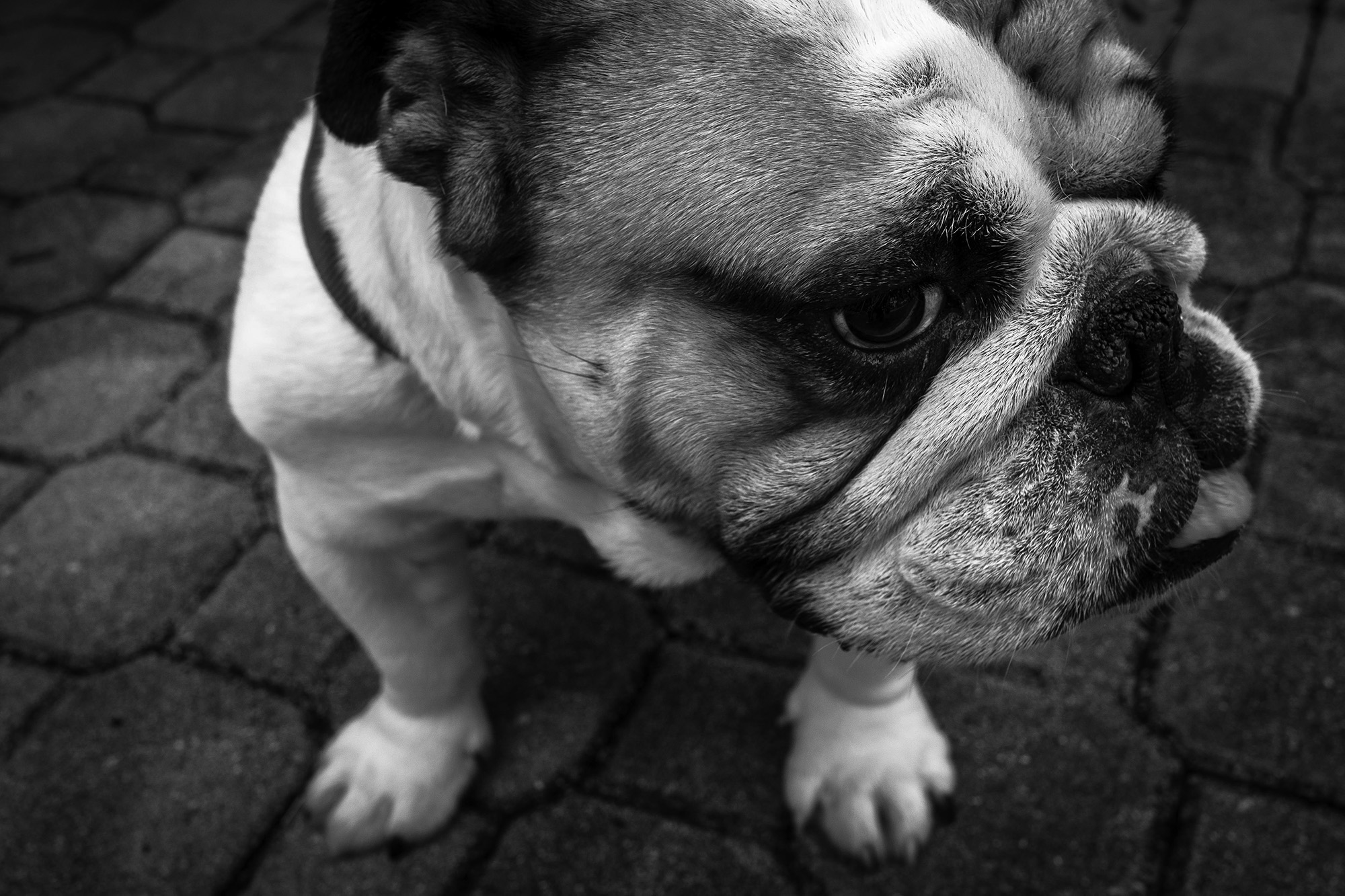 Bulldog Image