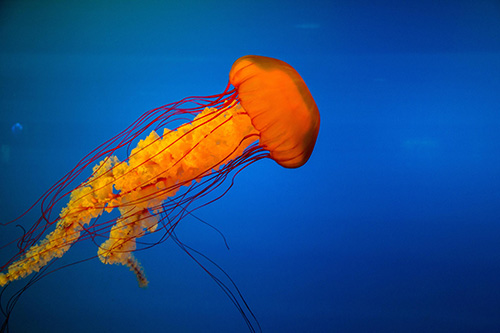 Jellyfish Image