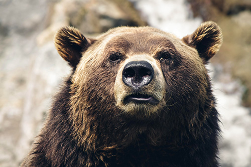 Bear Image