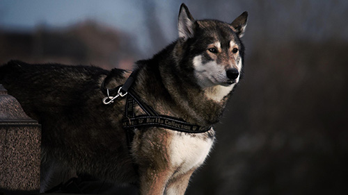 Husky