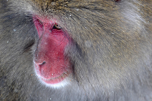 Monkey Image