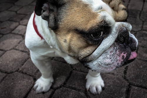 Bulldog Image